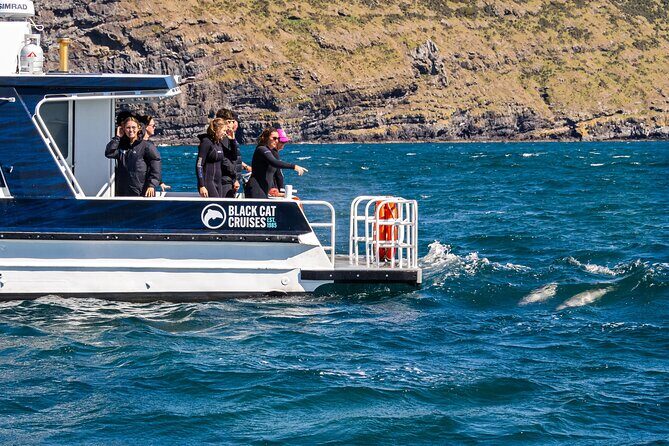 Swimming with Wild Dolphins in Akaroa - In The Sum Up