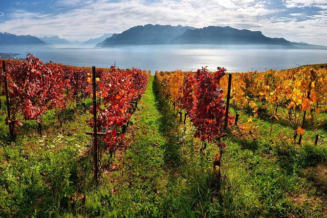 swiss-wine-tasting-at-lavaux-vineyards-private-trip-from-geneva