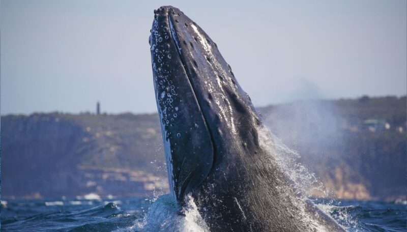 Sydney: 2.5-Hour Discovery Whale Watching Tour by Catamaran - An honest look at the Sydney whale watching tour