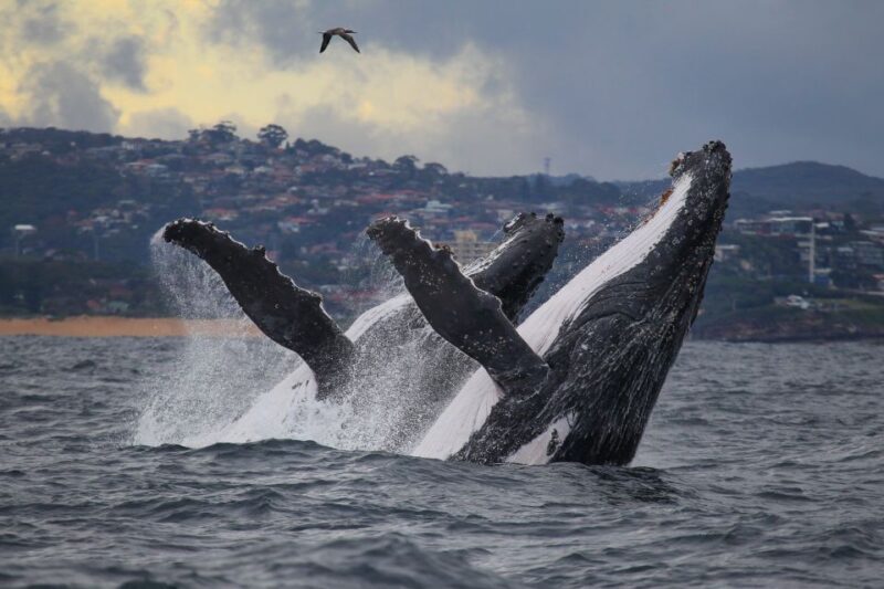 Sydney: 2.5-Hour Discovery Whale Watching Tour by Catamaran - What’s included and what’s not?