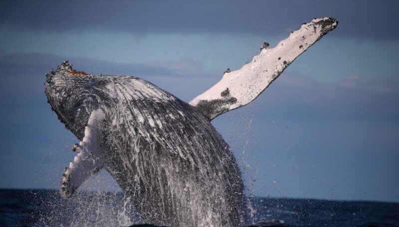 Sydney: 2.5-Hour Discovery Whale Watching Tour by Catamaran - The whale sightings: what you might see
