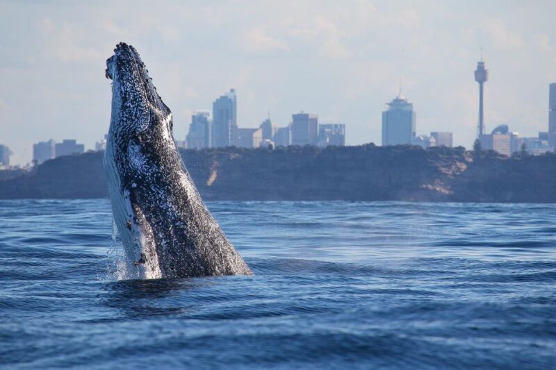 Sydney: 2.5-Hour Discovery Whale Watching Tour by Catamaran - Practical tips for a smooth trip