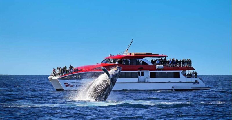 Sydney: 2.5-Hour Whale Watching & Wildlife Cruise - What to Expect on the Whale Watching & Wildlife Cruise