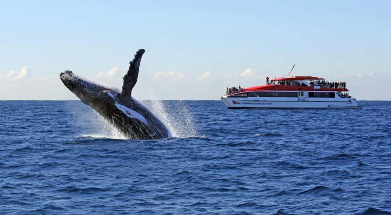 Sydney: 2.5-Hour Whale Watching & Wildlife Cruise - Practical Tips for Your Trip