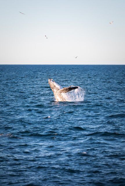 Sydney: 2.5-Hour Whale Watching & Wildlife Cruise - Final Thoughts: Is This Tour Worth It?