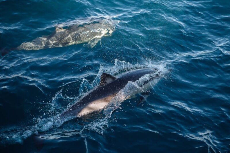 Sydney: 2.5-Hour Whale Watching & Wildlife Cruise - FAQ