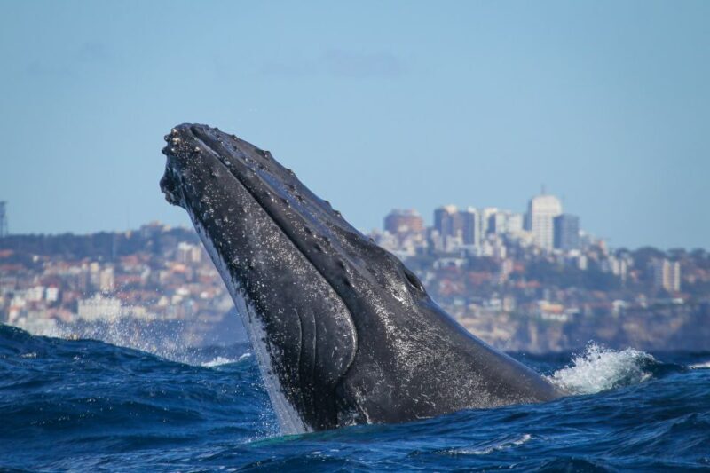 Sydney: 2-hour Express Whale Watching Cruise - Key Points