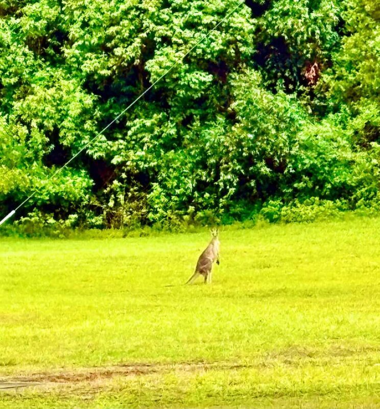 Sydney Blue Mountains Day Trip with Scenic World Entry - Key Points