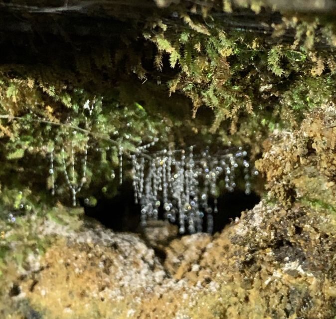 Sydney: Blue Mountains Glow Worms Wild Adventure by Night - Practical Tips for Future Participants