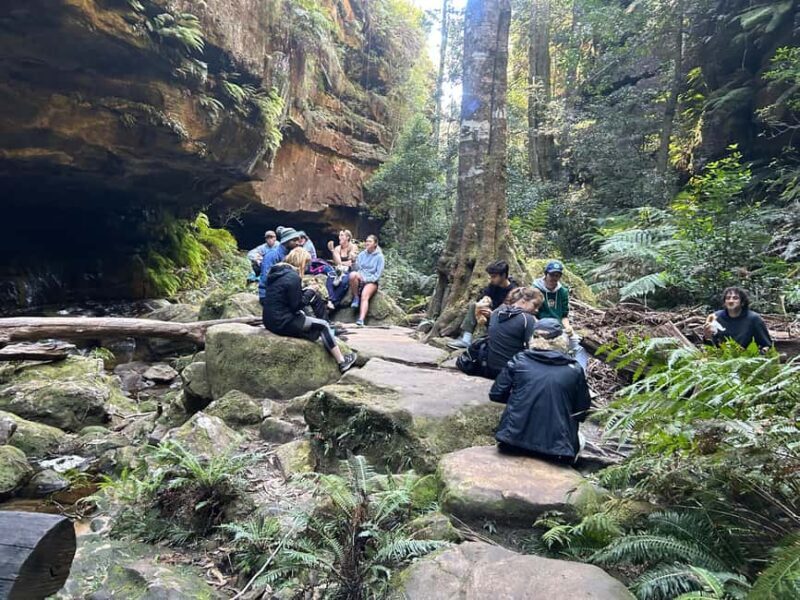 Sydney: Blue Mountains Guided Hike with Lunch & Pickup - Authentic Experiences & Insights from Reviews