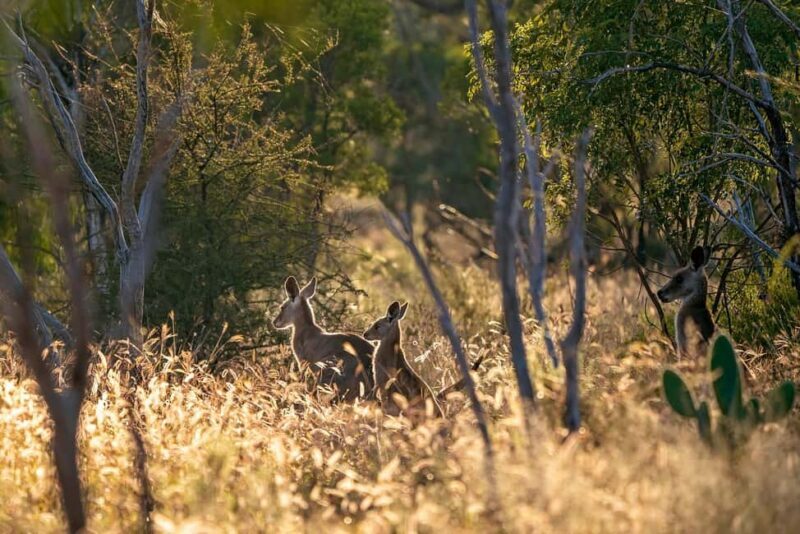 Sydney: Blue Mountains Kangaroos, Wilderness and Sunset Tour - Key Points