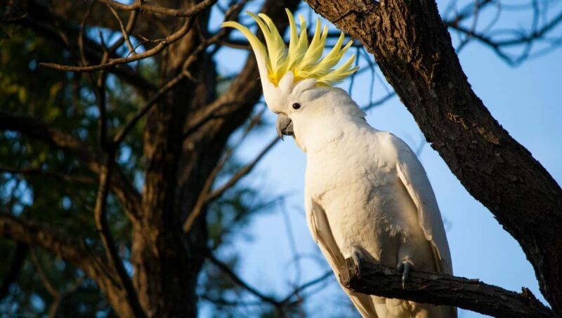 Sydney: Blue Mountains Kangaroos, Wilderness and Sunset Tour - Who This Tour Is Perfect For