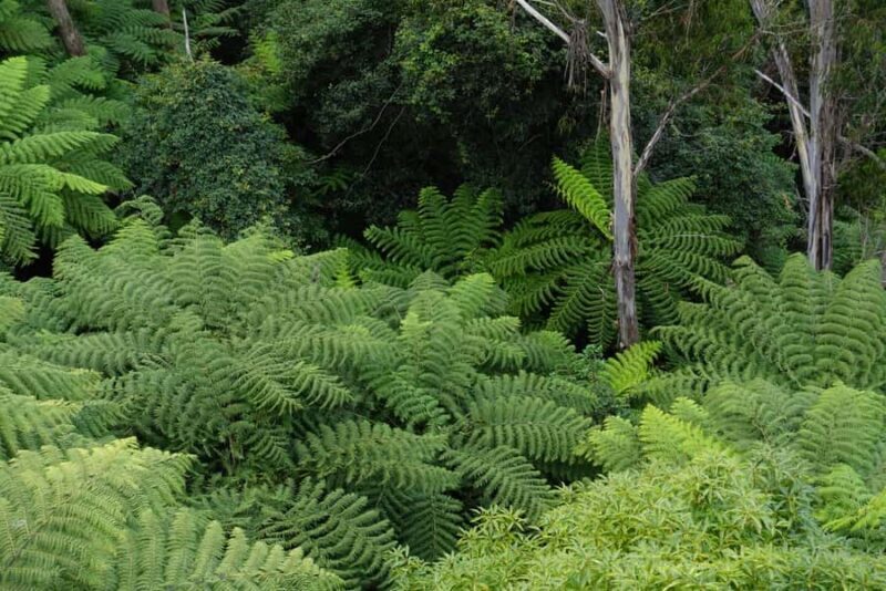 Sydney: Blue Mountains Private Wildlife Adventure Tour - An In-Depth Look at the Blue Mountains Private Wildlife Tour