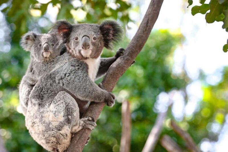 Sydney: Blue Mountains, Scenic World, and Featherdale Tour - Key Points