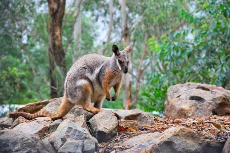 Sydney: Blue Mountains, Scenic World, & Wildlife Park Tour - Frequently Asked Questions