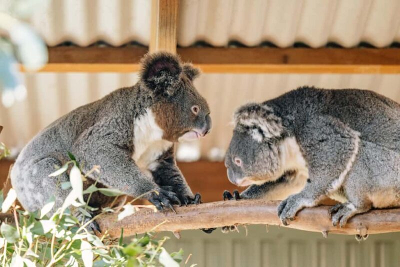 Sydney: Blue Mountains Tour with Wildlife Park & Waterfalls - Transportation, Group Size, and Overall Value
