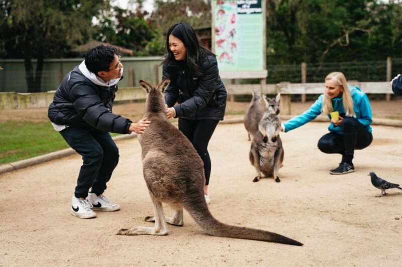 Sydney: Blue Mountains Wildlife & Bushwalk Small-Group Tour - The Itinerary Breakdown