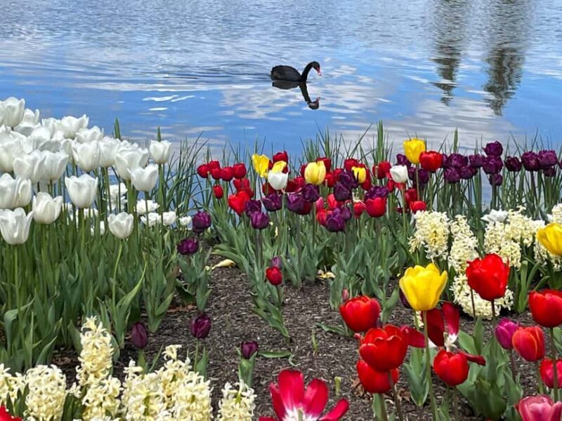 Sydney: Canberra Floriade Festival & Tulip Top Gardens Tour - A Detailed Look at the Tour Experience
