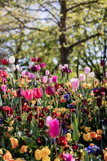 Sydney: Canberra Floriade Festival & Tulip Top Gardens Tour - Final Thoughts
