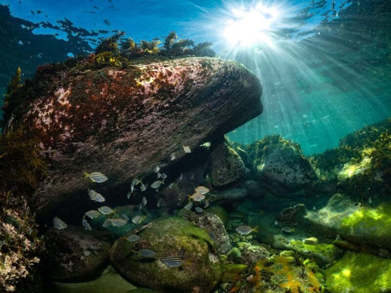 Sydney: Discover Scuba Dive at Australia's most Iconic Beach - Practical Tips for Your Dive