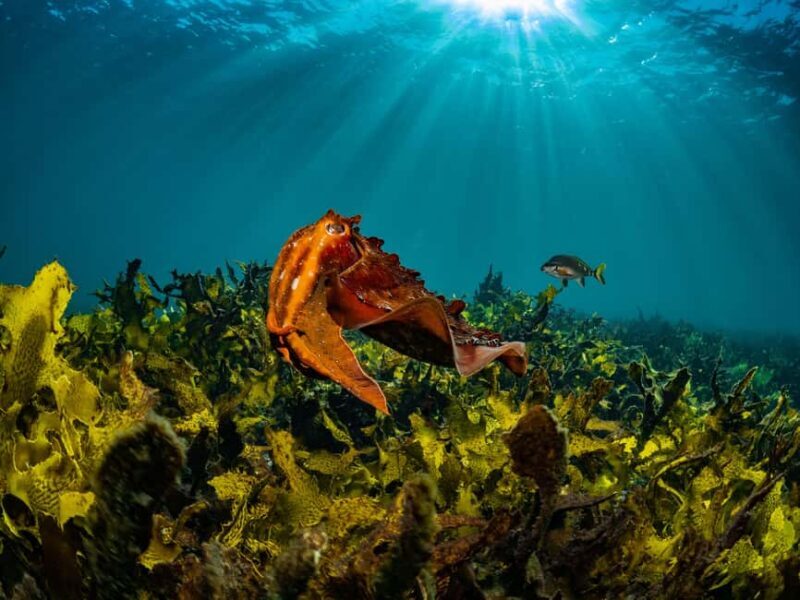 Sydney: Discover Scuba Dive at Australia's most Iconic Beach - Who Is This Tour Best Suited For?