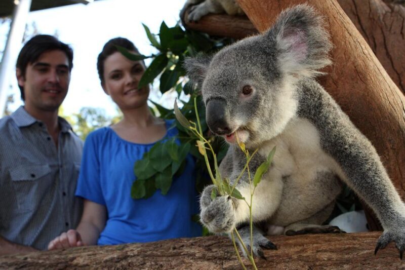 Sydney Explorer Pass: Save up to 50%* on Attraction Tickets - What to Expect from the Sydney Explorer Pass