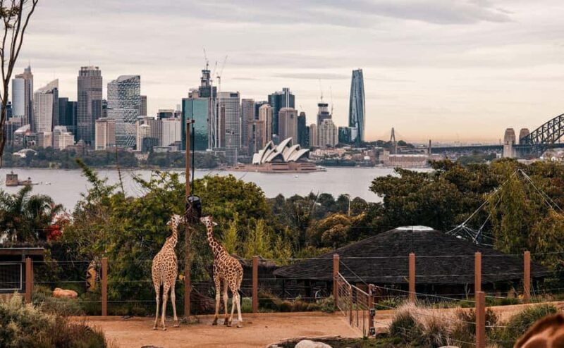 Sydney: Featherdale Park & Sydney Zoo Day Tour - An In-Depth Look at the Tour