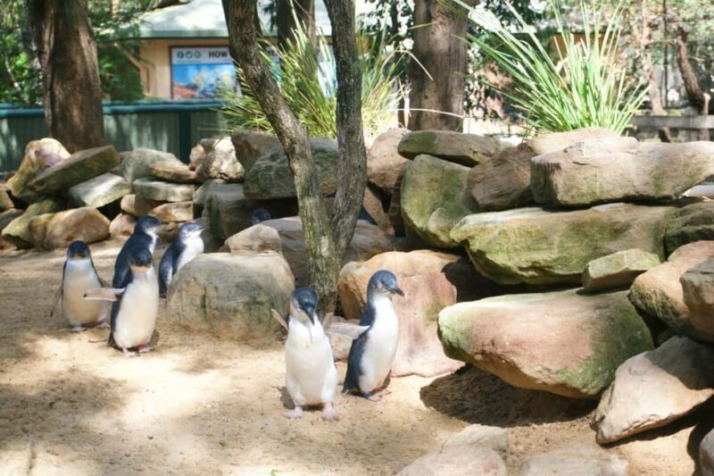 Sydney: Featherdale Wildlife Park Private Tour - An Overview of the Featherdale Wildlife Park Private Tour
