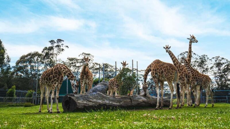 Sydney: Featherdale Wildlife Park Private Tour - The Animal Encounters and Highlights