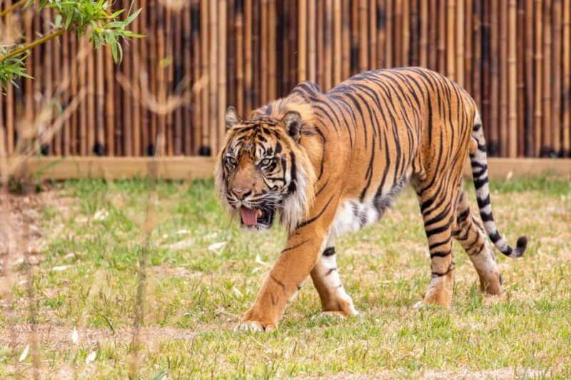 Sydney: Featherdale Wildlife Park Private Tour - The Experience: What to Expect During Your 4 Hours