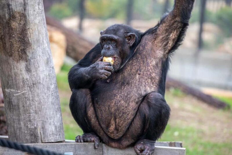 Sydney: Featherdale Wildlife Park Private Tour - The Convenience of Private Transportation