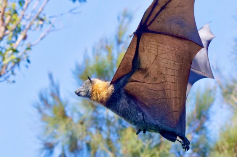 Sydney: Flying Fox Tour, Australia's Largest Bats - Introduction