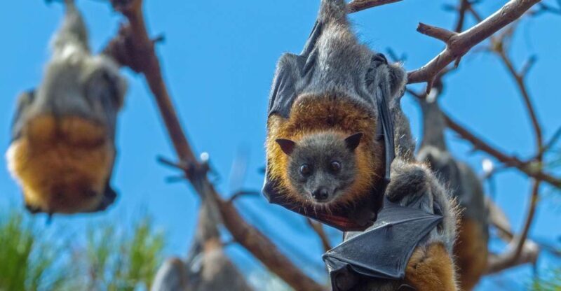 Sydney: Flying Fox Tour, Australia's Largest Bats - Key Points