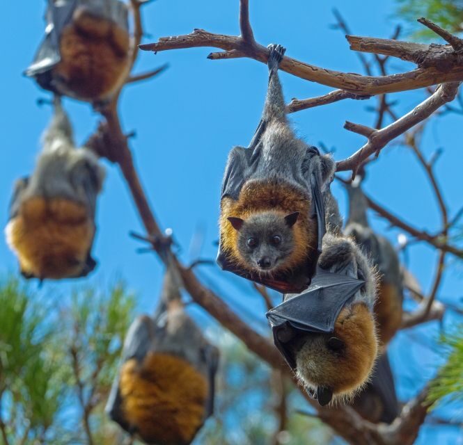 Sydney: Flying Fox Tour, Australia's Largest Bats - Authentic Insights from Reviews