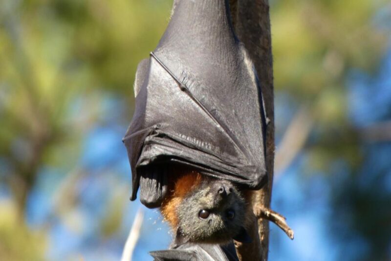 Sydney: Flying Fox Tour, Australia's Largest Bats - The Value of the Tour