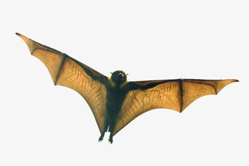 Sydney: Flying Fox Tour, Australia's Largest Bats - The Sum Up
