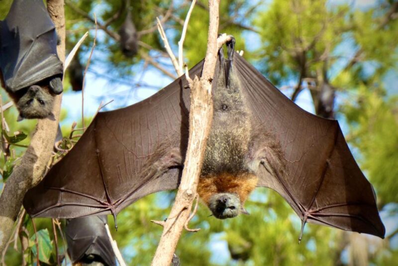 Sydney: Flying Fox Tour, Australia's Largest Bats - FAQ