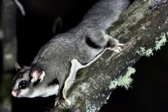 Sydney Guided Wildlife Walk Explore Birds and Nature - A Well-Rounded Look at the Sydney Wildlife Walk