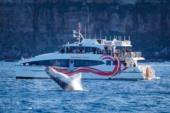 Sydney Harbour Whale Watching Experience - The Experience in Detail