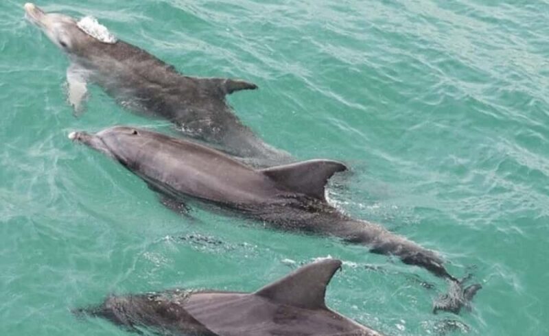 Sydney: Jervis Bay Day Trip with Dolphins, Roos & Beach Time - A Complete Look at the Jervis Bay Day Trip