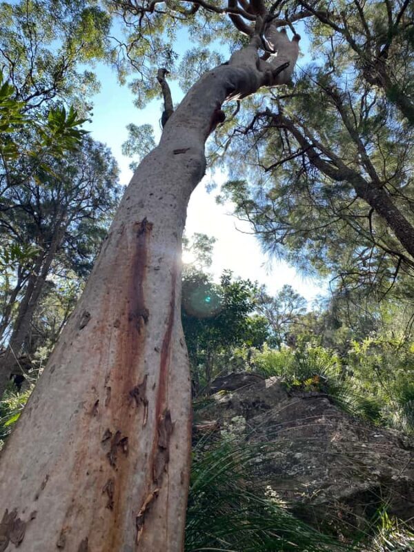 Sydney: Ku-ring-gai National Park with swim and picnic - A Deep Dive into the Ku-ring-gai Chase Tour