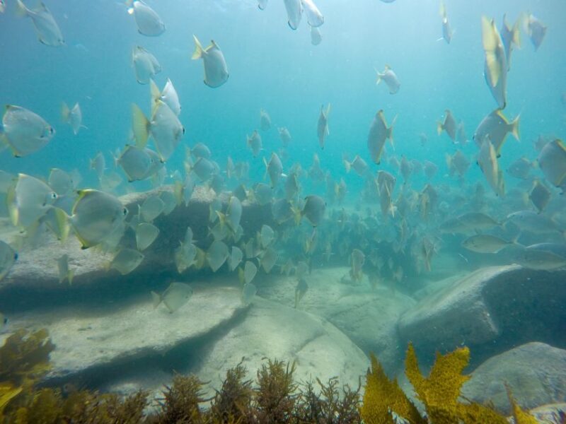 Sydney: Manly and Shelly Beach Snorkeling Tour - Sydney: Manly and Shelly Beach Snorkeling Tour