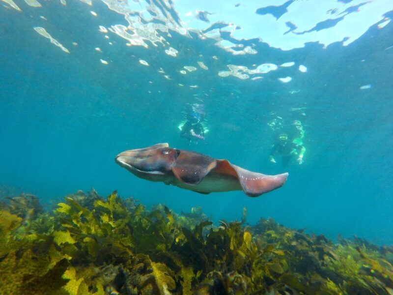 Sydney: Manly and Shelly Beach Snorkeling Tour - Final Verdict