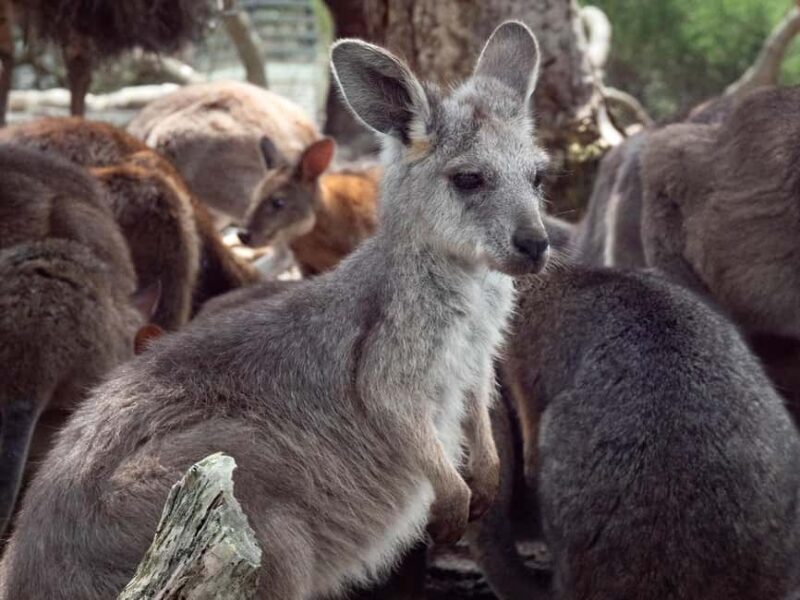 Sydney: Nature and Wildlife - Australia in One Day - Overview of the Experience