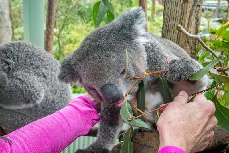 Sydney: Nature and Wildlife - Australia in One Day - What We Love About This Tour