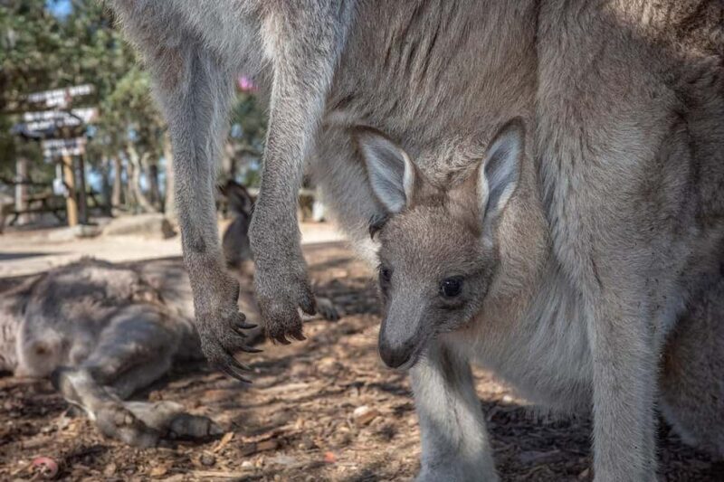 Sydney: Nature and Wildlife - Australia in One Day - Practical Details & Considerations