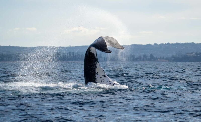 Sydney: Ocean Whale Watching Experience - Key Points  