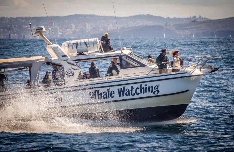 Sydney: Ocean Whale Watching Experience - The Itinerary & What to Expect