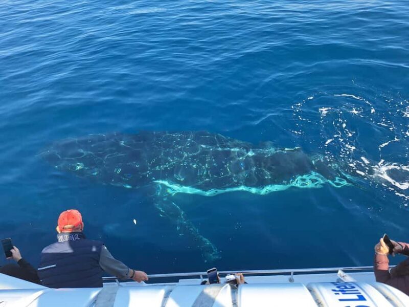 Sydney: Ocean Whale Watching Experience - Who Will Love This Experience?  