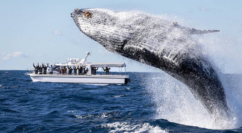Sydney: Ocean Whale Watching Experience - FAQs